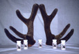 Antlers + Velvet Antler Bottles - 74K