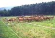 Rotational Grazing 2 - 40K