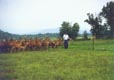 Rotational Grazing 1 - 31K